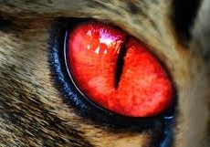 1545315691-5c1ba56048693d64b1458000-Meow.jpg